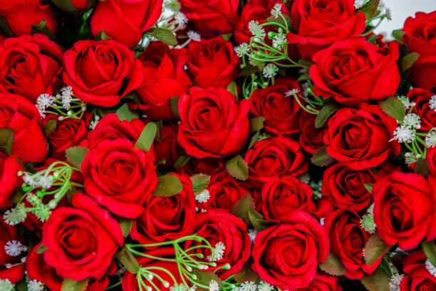 rosa - fiore, petali di rosa, fiore, bouquet, dozzine di rose - dozen roses immagine foto e immagini stock