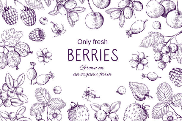 illustrations, cliparts, dessins animés et icônes de cadre de baies dessinées à la main. fond de croquis botanique, wild berry vintage dessin, cerise fraise blackberry canneberge vecteur ensemble - raspberry berry fruit fruit backgrounds