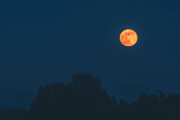 istock Golden moon in the dark night hanging over tree 1144849741
