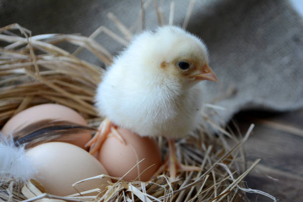 istock Chick in the nest with eggs. Easter concept. Farm birds 1144852048