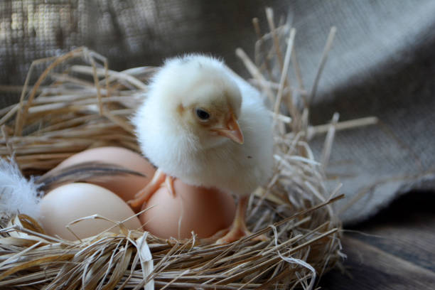 istock Chick in the nest with eggs. Easter concept. Farm birds 1144852128