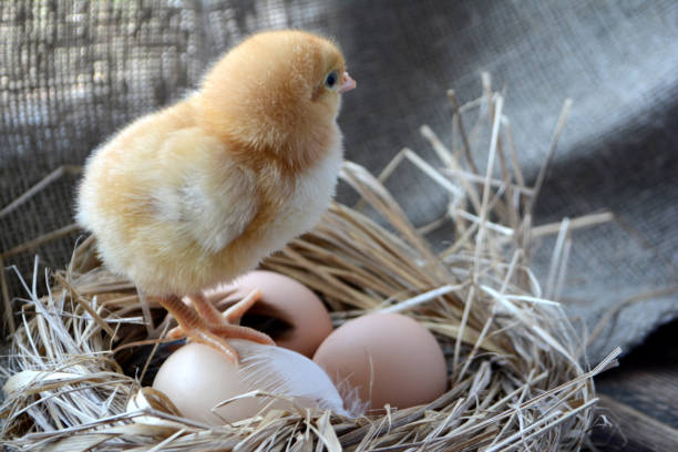 istock Chick in the nest with eggs. Easter concept. Farm birds 1144852156