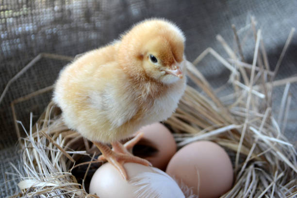 istock Chick in the nest with eggs. Easter concept. Farm birds 1144852173