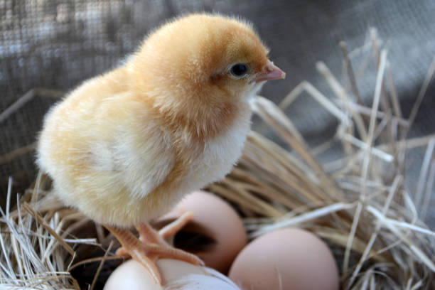 istock Chick in the nest with eggs. Easter concept. Farm birds 1144852177