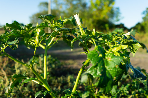 Plants of Datura. Showing green leaves and white blooming blossom which be both a poisonous plants.