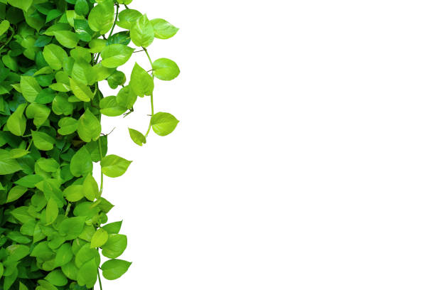 bordo cornice natura di foglie gialle verdi a forma di cuore vite edera del diavolo o pothos dorato, pianta fogliame tropicale isolata su sfondo bianco con percorso di ritaglio. - ivy wall green vine foto e immagini stock