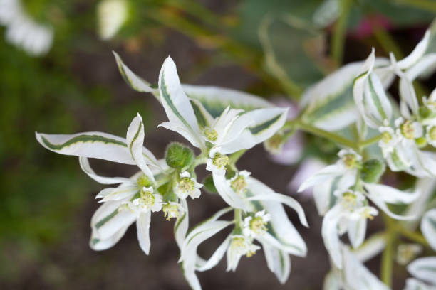 Euphorbia marginata (snow-on-the-mountain, smoke-on-the-prairie, variegated spurge, whitemargined spurge) white leaves and flowers. Spurge family. Close-up.