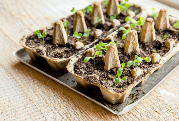 Small plats growing in carton chicken egg box in black soil. Break off the biodegradable paper cup and plant in soil outdoors. Reuse concept. Small plats growing in carton chicken egg box in black soil. Break off the biodegradable paper cup and plant in soil outdoors. Reuse concept. vegetable seeds stock pictures, royalty-free photos & images