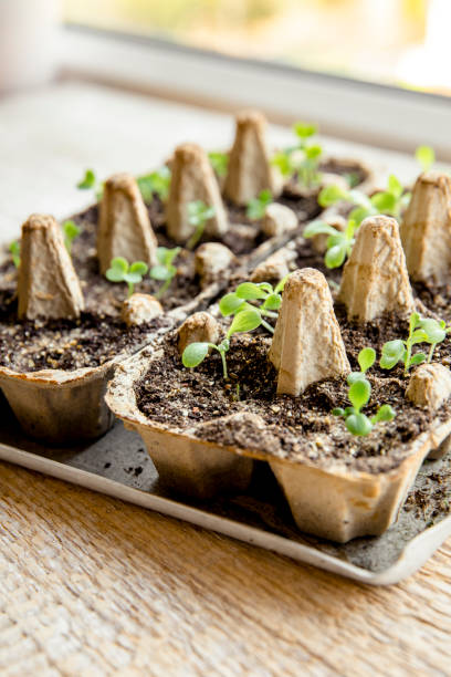 istock Small plats growing in carton chicken egg box in black soil. Break off the biodegradable paper cup and plant in soil outdoors. Reuse concept. 1144856536