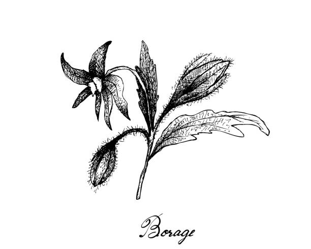 ilustraciones, imágenes clip art, dibujos animados e iconos de stock de mano dibujada de semillas de borraja sobre fondo blanco - borage