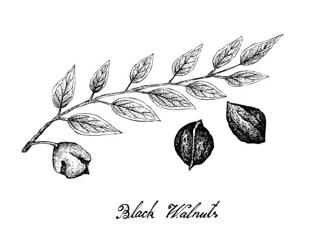 Hand Drawn of Black Walnuts on A Branch vector art illustration