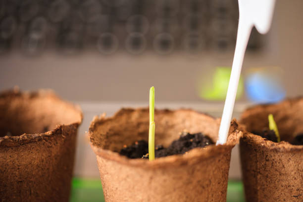 istock Macro seedlings growing in peat pots blur background 1144859657