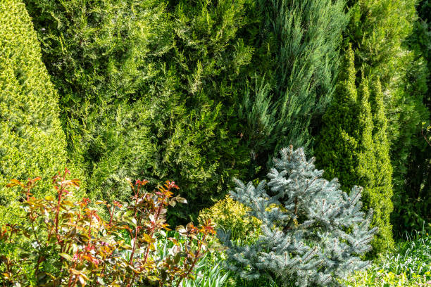istock Beautiful landscaped spring sunny garden with lot evergreens. Example using Picea glauca Conica with Silver blue spruce Picea pungens Hoopsii, western thuja, juniper Juniperus 1144859683