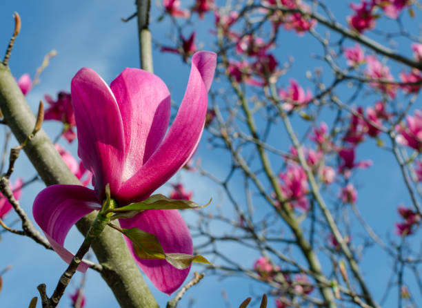 istock Tree Magnolia 