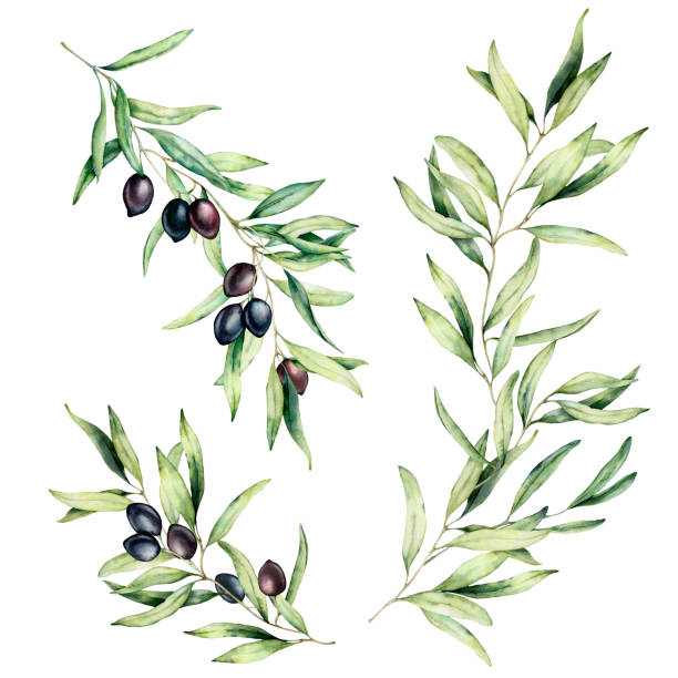 illustrations, cliparts, dessins animés et icônes de branche d’olivier aquarelle serti de feuilles et d’olives noires. illustration florale peinte à la main d’isolement sur fond blanc pour la conception, impression, tissu ou fond. - eucalyptus eucalyptus tree leaf tree