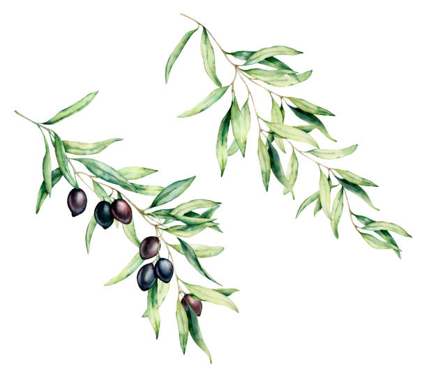 Watercolor olive tree branch set with black olives and leaves. Hand painted floral illustration isolated on white background for design, print, fabric or background. Watercolor olive tree branch set with black olives and leaves. Hand painted floral illustration isolated on white background for design, print, fabric or background olive branch stock illustrations