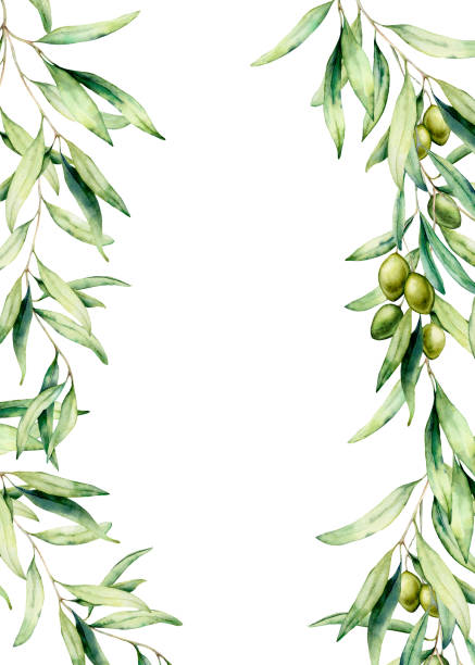 Watercolor card with olive tree branch, leaves and green olives. Hand painted floral illustration isolated on white background. Botanical illustration for design, print. Greeting template for design. Watercolor card with olive tree branch, leaves and green olives. Hand painted floral illustration isolated on white background. Botanical illustration for design, print. Greeting template for design olive branch stock illustrations