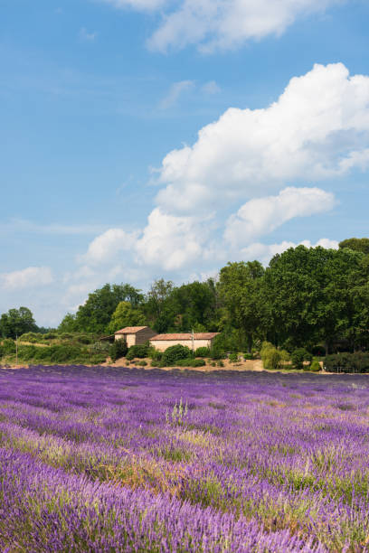 istock Valensole, Roumoules, Germany-en-Provence, Puimoisson 1144860677