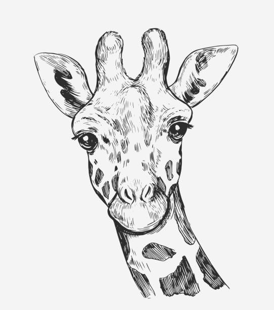 giraffe-skizze. handgezeichnete illustration in vektor umgewandelt - giraffe stock-grafiken, -clipart, -cartoons und -symbole