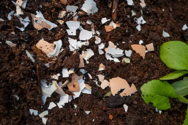Crushed eggs shells around plants as natural garden organic fertilizer