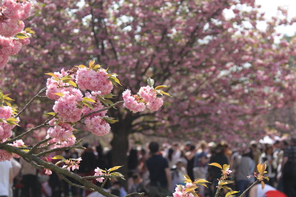 istock Cherry blossom in the Park 1144860955