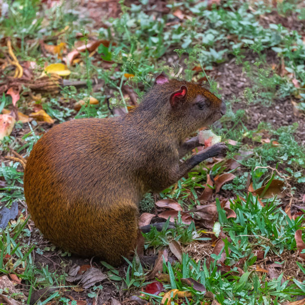 Agouti, animal Agouti, animal eating a fruit in the forest in Costa Rica dasyprocta punctata photos stock pictures, royalty-free photos & images
