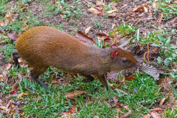 Agouti, animal Agouti, animal running in the forest in Costa Rica dasyprocta punctata photos stock pictures, royalty-free photos & images