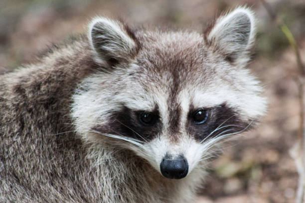 istock Northern Raccoon 1144862122