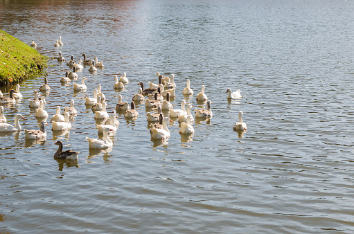 Several white ducks swimming on Lake São Bernardo in São Francisco de Paula in Brazil.