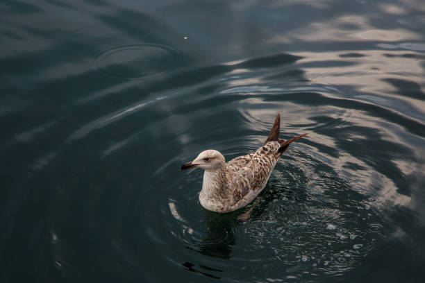 istock seagulls fly and eat on the pier in Istanbul. 1144863159