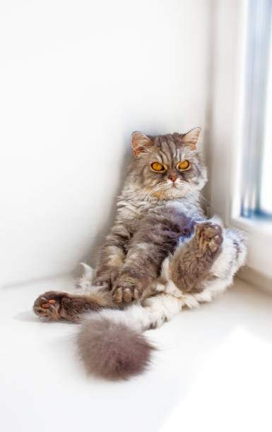 istock Pensive cat in a funny pose. Cat's sitting. Cat pulls paw 1144863165