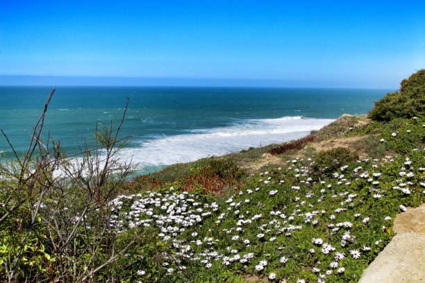 klippenkante mit blick auf den atlantik und mit vegetation bedeckt - cliff at the edge of grass sea stock-fotos und bilder