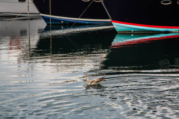 istock seagulls fly and eat on the pier in Istanbul. 1144863283