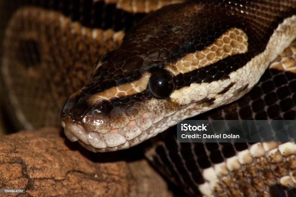 Standarda Royal Python Royal Python Stock Photo - Download Image Now - Animal, Animal Body ...