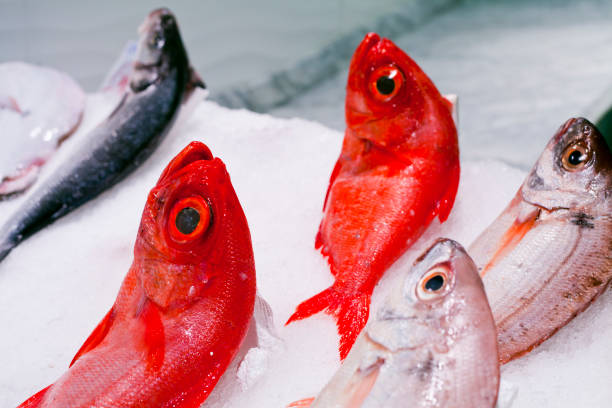 istock Hawaiian Bigeye -   red fish with big eyes  (Priacanthus meeki) 1144864558