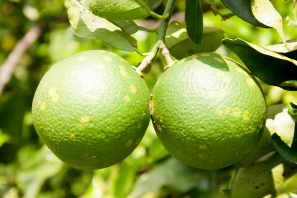 Orange citrus infected with leprosis, an economically important viral disease affecting citrus crops. CiLV produces localized symptoms in leaves, stems, and fruits