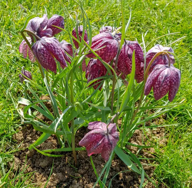 Fritillaria meleagris known as leper lily, snake's head fritillary, chess flower, frog-cup, Lazarus bell, chequered lily, chequered daffodil, drooping tulip, guinea-hen or guinea flower