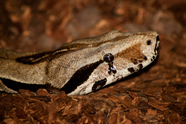 レッドテールボア - red tailed boa ストックフォトと画像