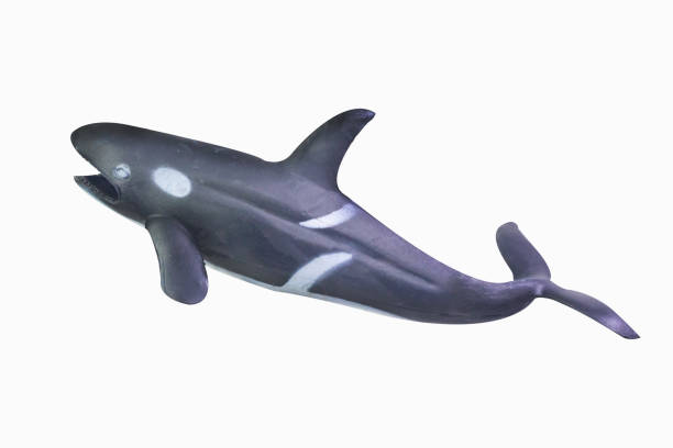 istock figure toy Killer whale isolated closeup image. 1144865725