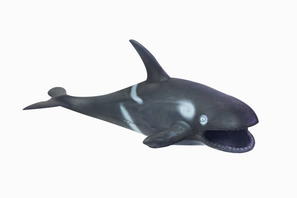 istock figure toy Killer whale isolated closeup image. 1144865789