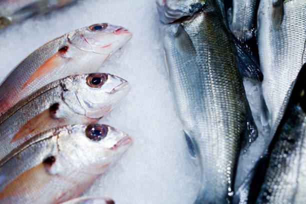 istock Lutjanus mahogoni, Mahogany snapper Fresh fish market. 1144865891