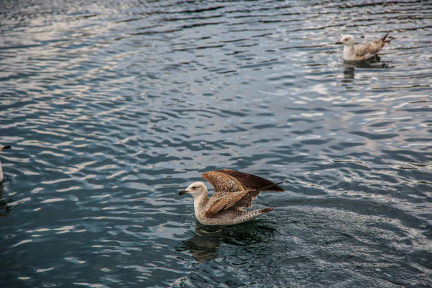 istock seagulls fly and eat on the pier in Istanbul. 1144869497