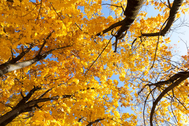 istock Autumn season 1144869858