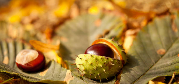 los juicio de castaño de indias cayeron del árbol, la fotografía de detalle macro de temporada de otoño. - barb horse fotografías e imágenes de stock