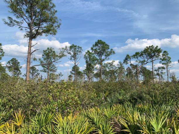 istock Residential Lot Pre-Clearing 1144870242