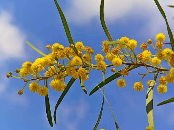 istock Beautiful colorful mimosa (Acacia Baileyana) tree branch. 1144870906