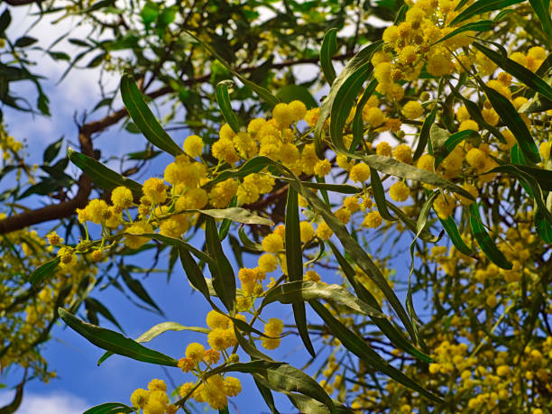 istock Beautiful colorful mimosa tree. 1144870910