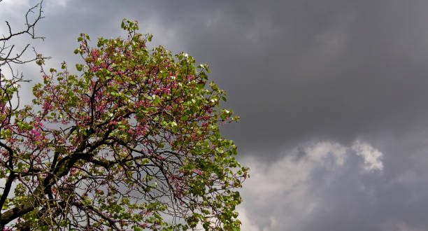 istock Panoramic image of a tree branch with vivid purple flowers on cloudy sky background. Empty space on right part of the image. 1144870915