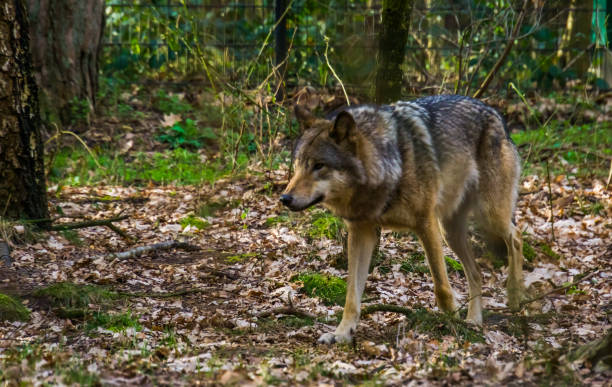 istock Grey wolf walking in a forest, wild dog from eurasia and America 1144871058