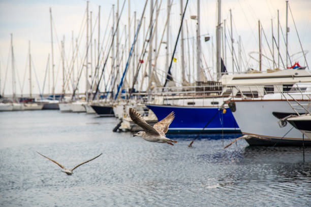 seagulls fly and eat on the pier in Istanbul..